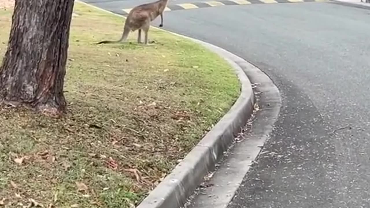 Australian kangaroos crossing the road
