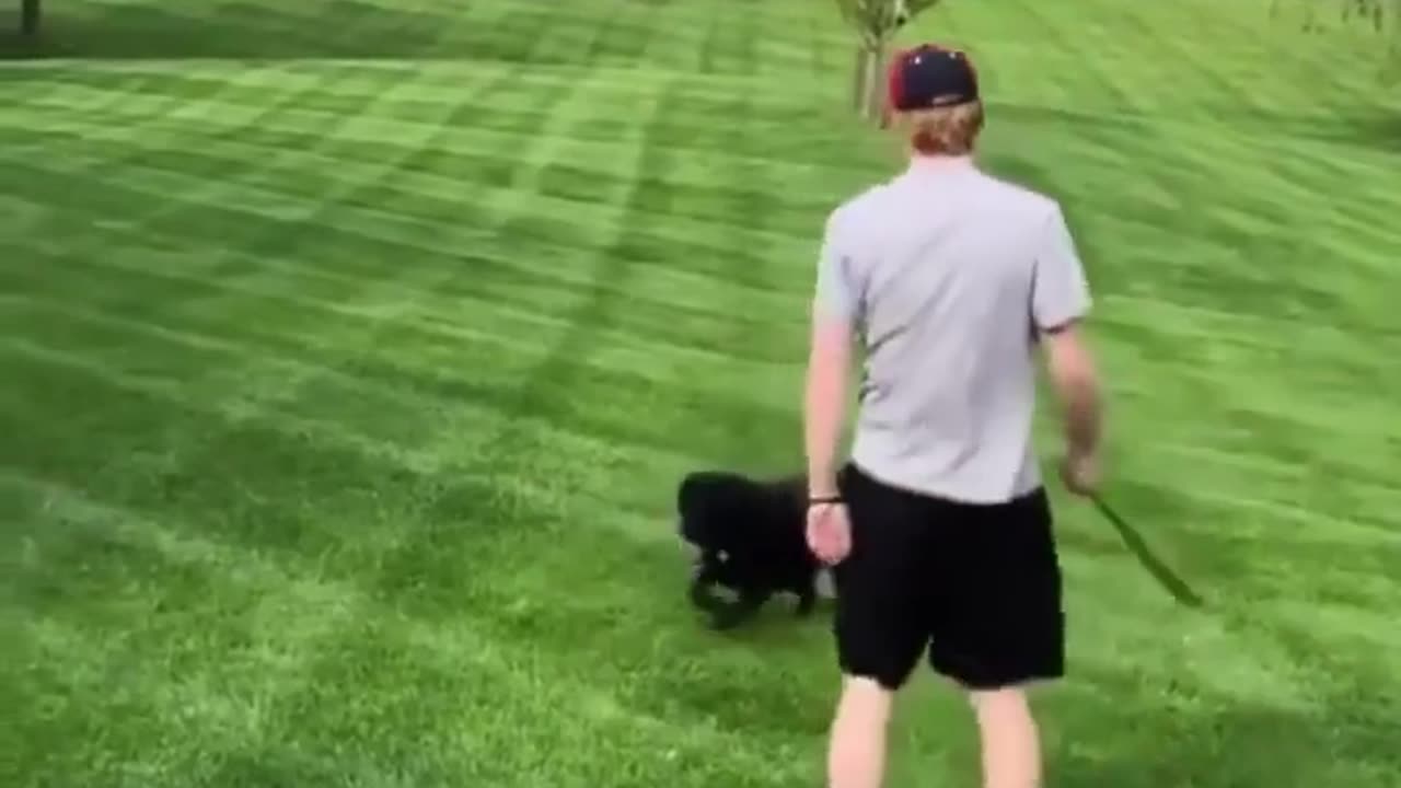 😂🐶 I'm Not Going All The Way Over There! | FunFM
