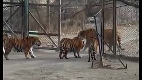 animals
