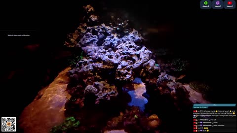 24/7 Real Live Reef Stream