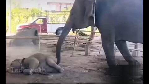 Baby Elephent Been Wake Up By Mother 🐘