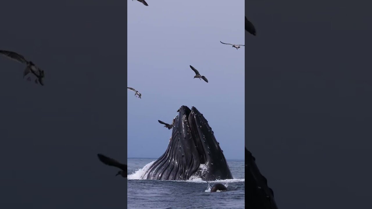 Humpback eats millions of anchovies! 🐋 🐋