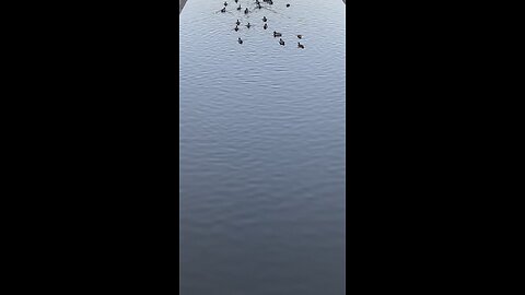 Mallard Ducks 🦆 #mallardducks #ducks #duck #followme #shorts #viral #trending #swimming