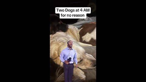 Crazy Dogs🤣🤣🤣 #goldenretriever #puppydog #funny #latenight #reels