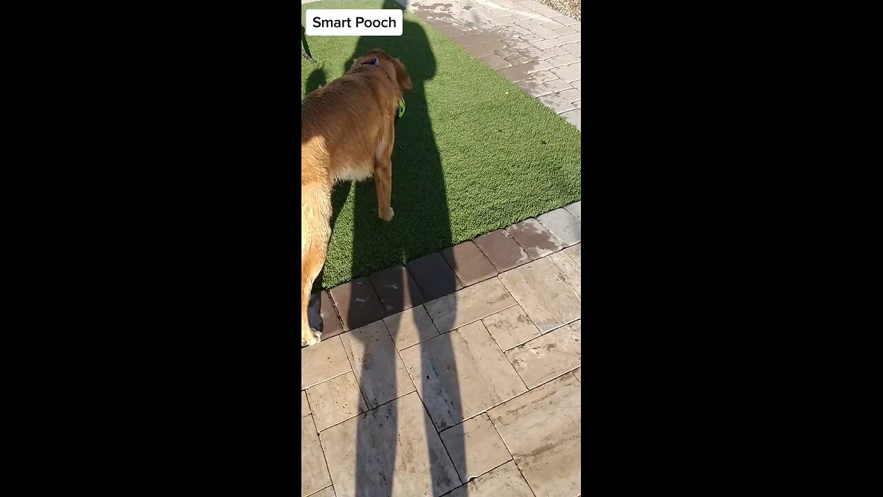 smart dog