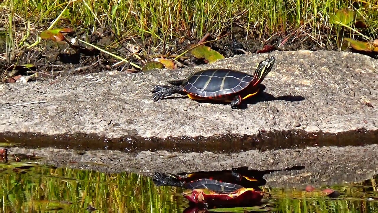 Painted Turtle