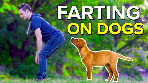 The Unexpected Laughter: Farting on Dogs and the Humor of Life's Little Surprises"