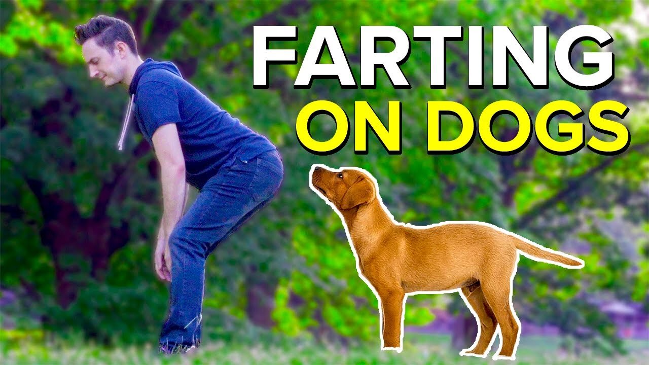 The Unexpected Laughter: Farting on Dogs and the Humor of Life's Little Surprises"