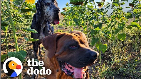 Abandoned Big Dogs Surprise Everyone By Being Huge Babies | The Dodo