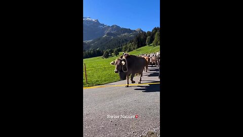 switzerland nature and 🐄 cow's