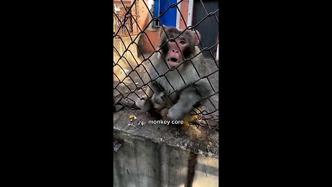 Pranking chimpanzees