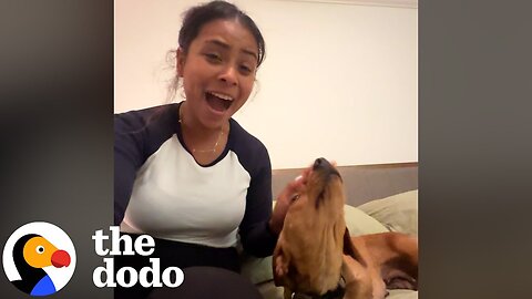 A Look Back: The Stories Our Producer, Mackenzie Loved Most | The Dodo