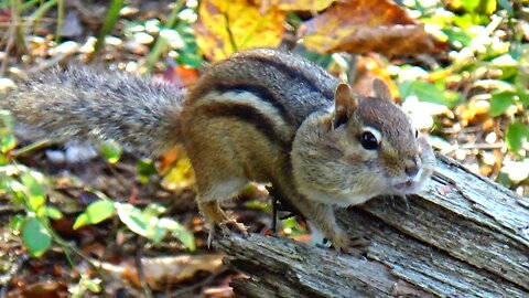 Chipmunk