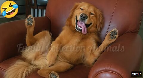 Best Funny Animal Videos🐕🐈2025 | Try Not To Laugh🤣