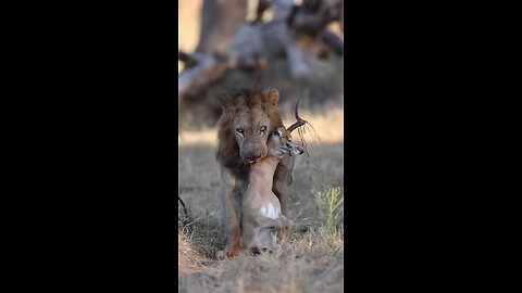 Who would win in a fight, a Komodo Dragon or a Lion?