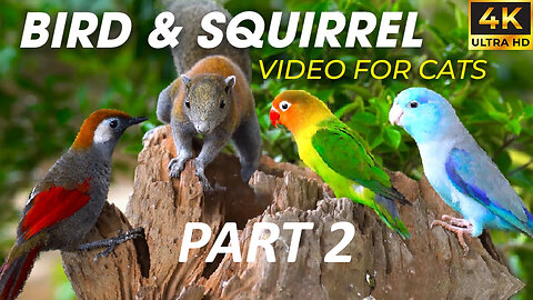 Video For Cats - Birds and Squirrels For Cats To Watch In The New Year - Happy New Year Part 2