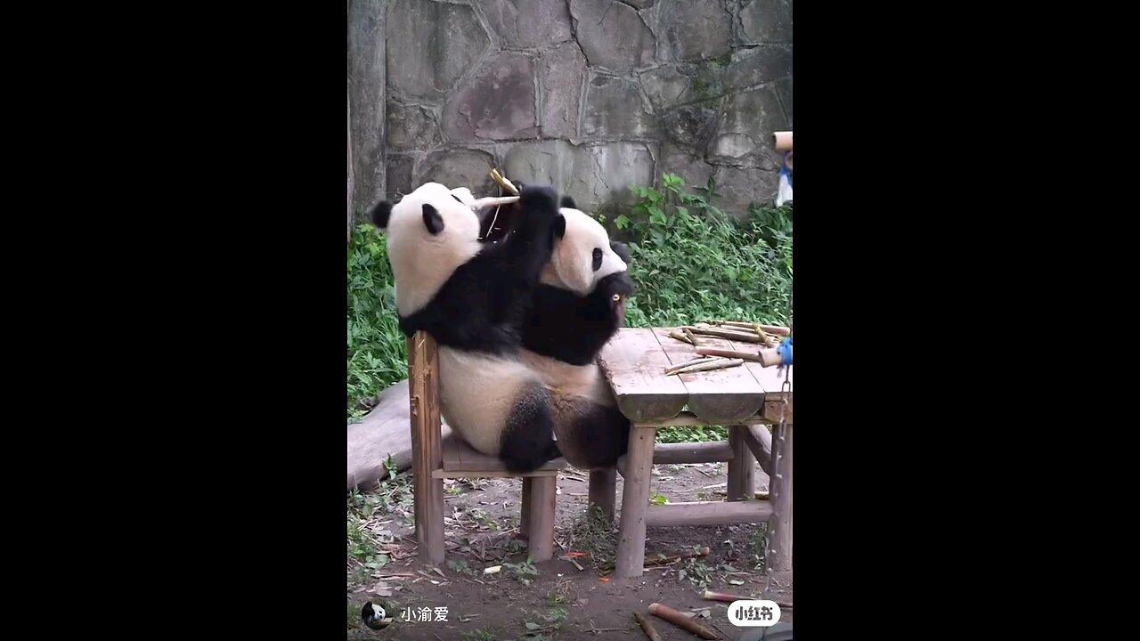 pandas brotherhood