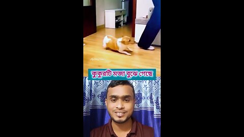 কুকুরটি মজা বুঝে গেছে #shorts #viral #funny #amazing