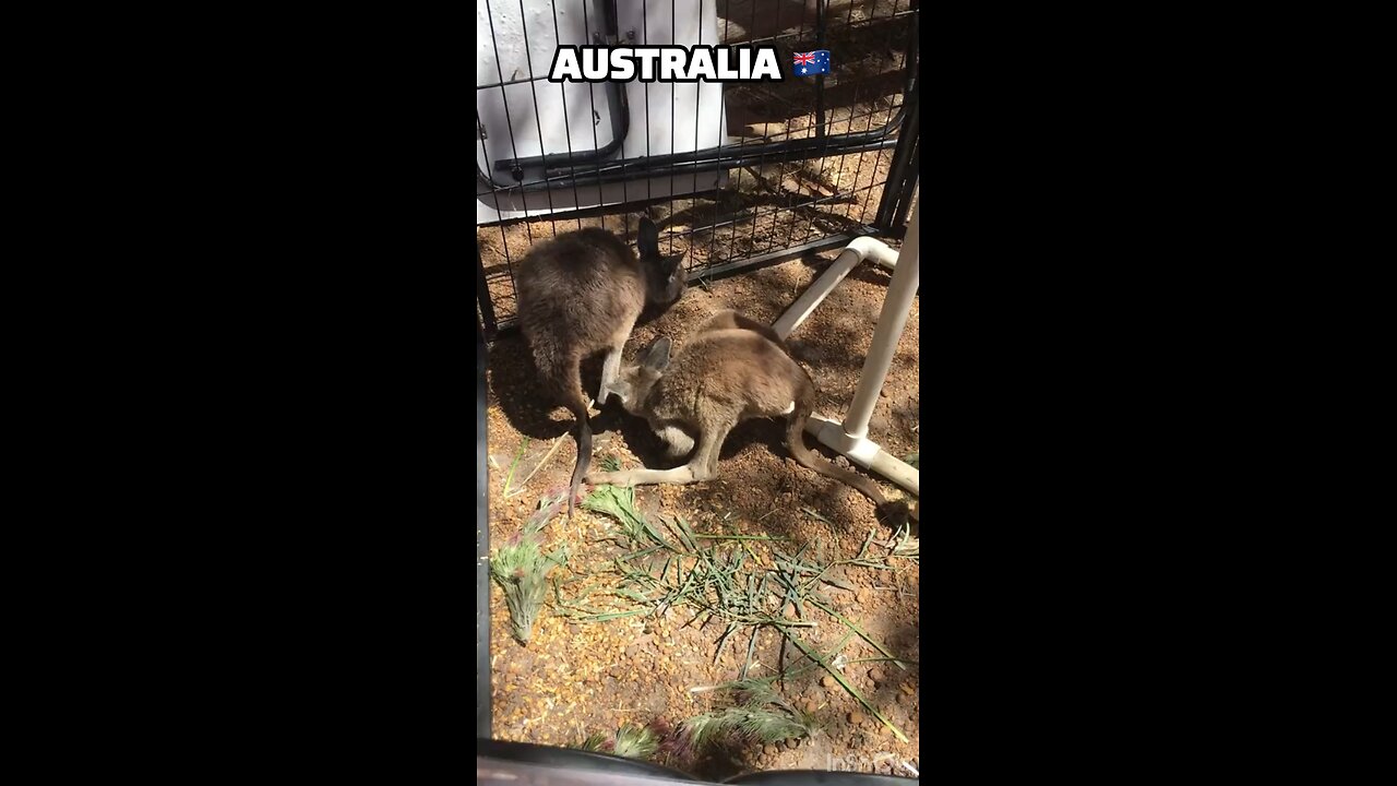 Kangaroos in Australia 🇦🇺