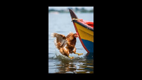 🐔 Funny Hen Gondola Ride Fail in Venice! 😂 Splash Chaos | Cute Chicken Adventure