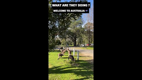 Kangaroo diaries only in Australia 🇦🇺 