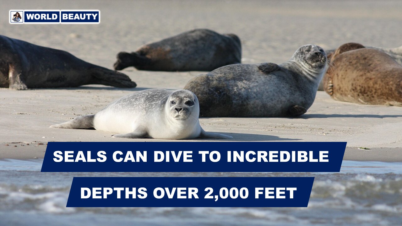 Seals are fascinating and adaptable creatures | World Beauty | Seals