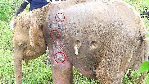 Returning a Giant to the Wild: The Full Rescue & Treatment of an Injured Elephant