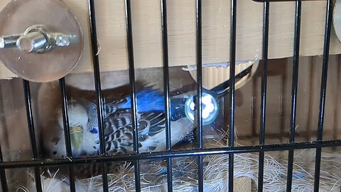 Mama Budgie ( or parakeet ) Lying on Her New Hatchling and Egg Yet to Hatch