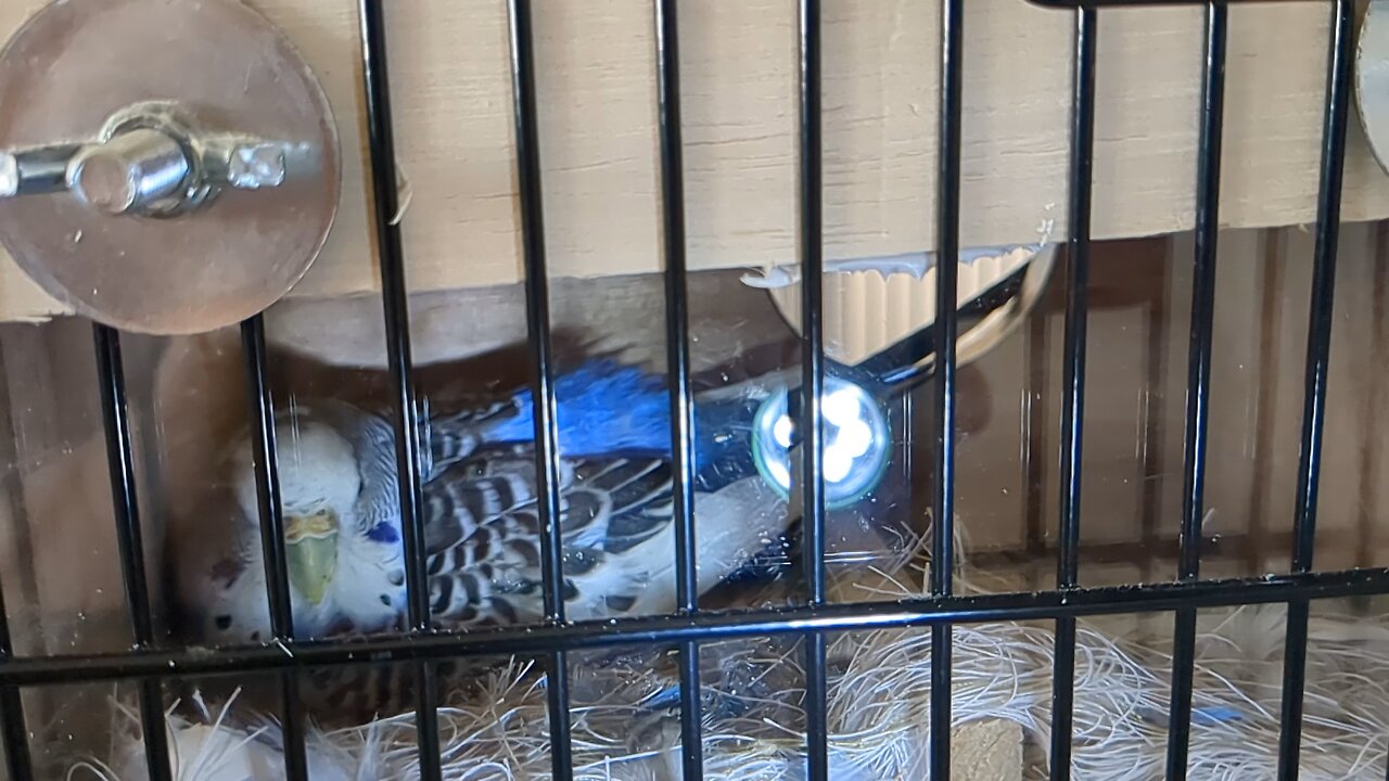 Mama Budgie ( or parakeet ) Lying on Her New Hatchling and Egg Yet to Hatch