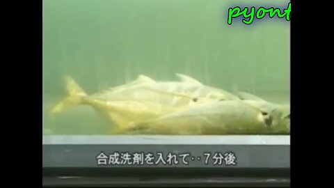 石油系界面活性剤をアジのいる水槽に入れた結果