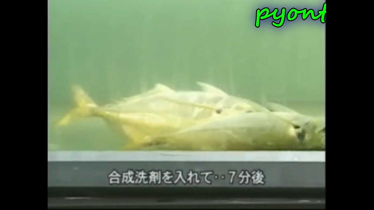 石油系界面活性剤をアジのいる水槽に入れた結果