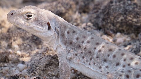 Long-nosed Leopard Lizard in Utah's West Desert - Great Basin