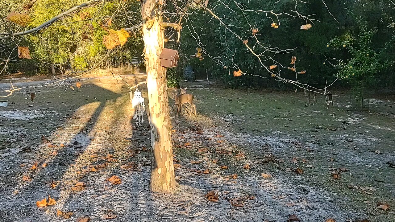 So many FL Deer today 11/18/25