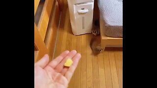 Bush Baby Super Jump