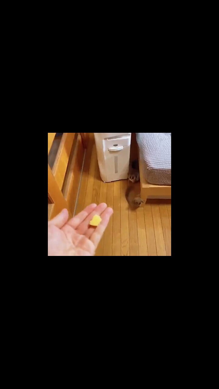 Bush Baby Super Jump