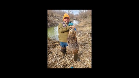 2024 Trapping beavers #38-#39-#40... #trapping, #beavers, #backwoods, #Godscountry, #america