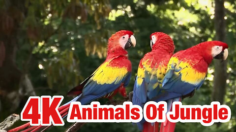 4K Animal Of Jungle Natural animals Videos