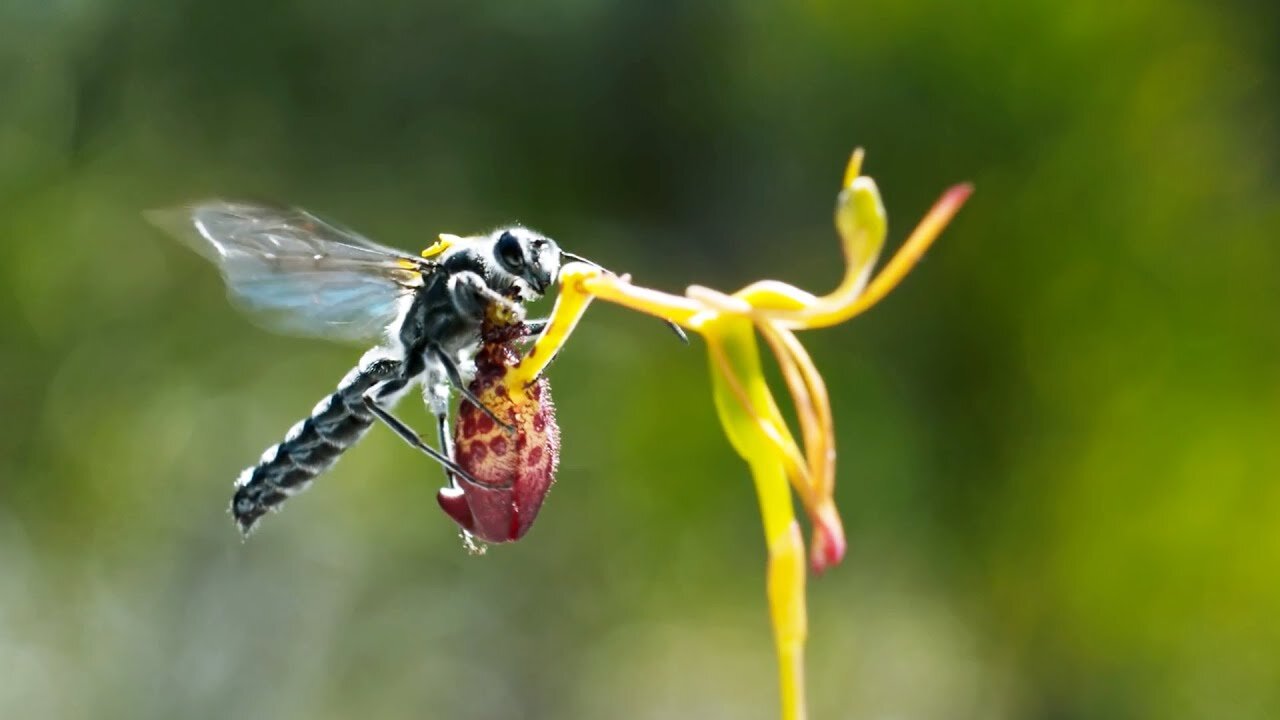 Sneaky Orchid Tricks a Wasp