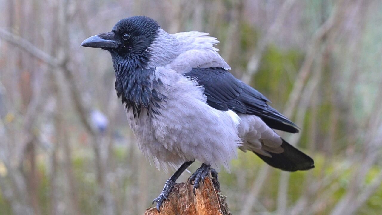 Dreary Late Fall Colours Make Hooded Crows Look Good