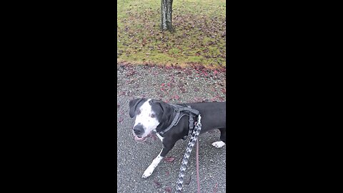 Walking the dog talking about life....