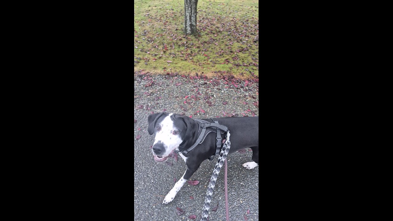 Walking the dog talking about life....