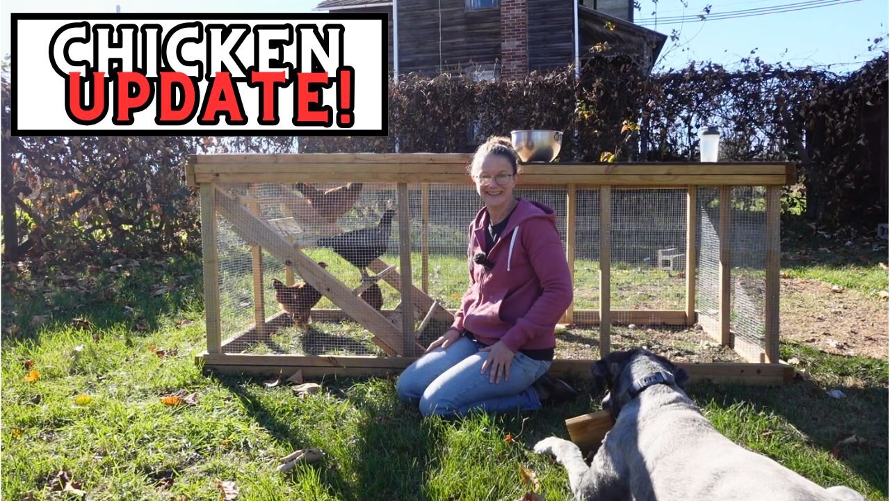 Updating The Chicken Coop: Making The Chicken Coop Less Daily Work