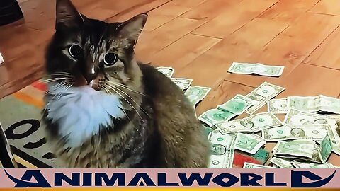 Stray Cat Turns into Lucky Cat, Earns Thousands of Dollars in 30 Days, Sparking Controversy