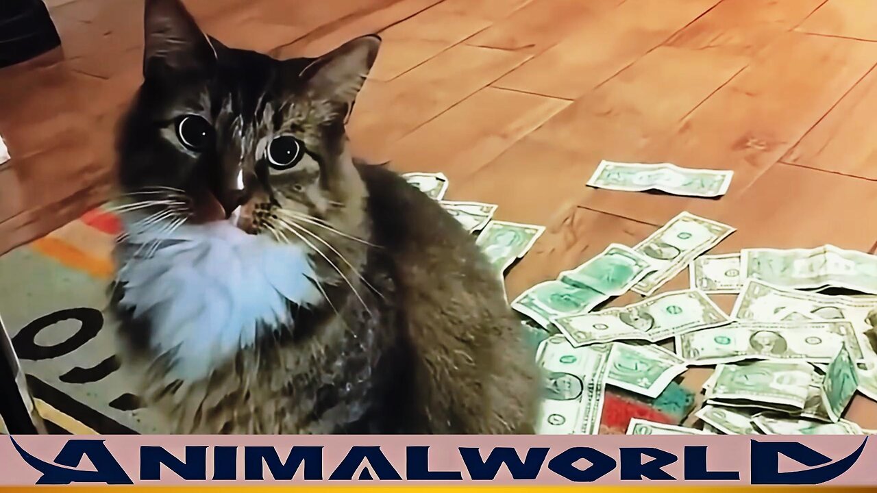 Stray Cat Turns into Lucky Cat, Earns Thousands of Dollars in 30 Days, Sparking Controversy