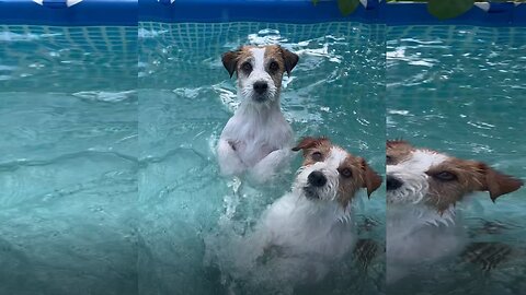 Pool Party Paws! Our Jack Russells are in Heaven! 🌞