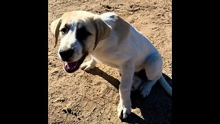 Rocky Rescue: Firefighters Save Puppy Perilously Pressed Between Boulders In California