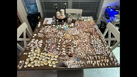 Seashell Inventory Restock! | 4K