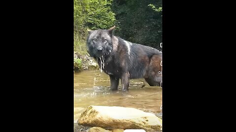 Can Kangal Fight This Wolf wolf 🐺