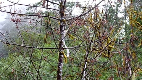 Cold weather camping 11/21-23/25 Video 16: