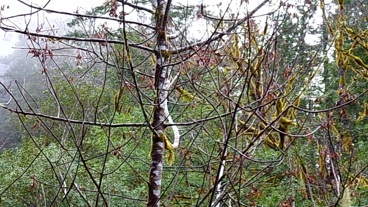 Cold weather camping 11/21-23/25 Video 16: